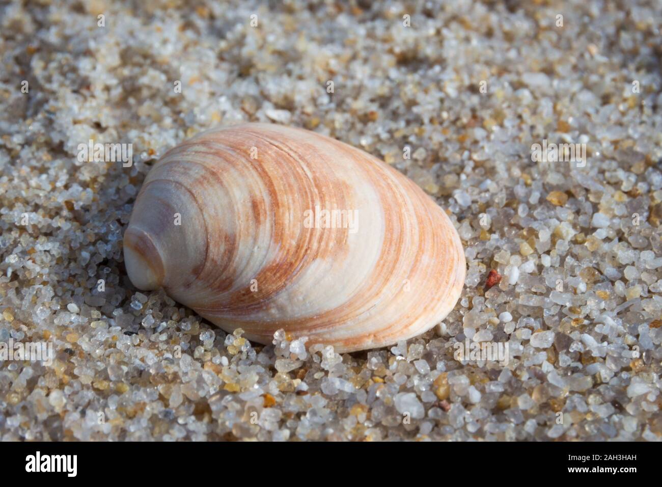 Close-up of a seashell couché dans le sable Banque D'Images