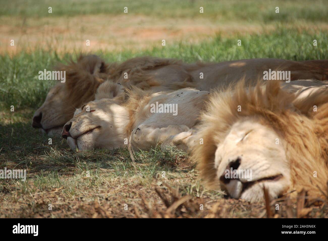 Couchage des lions blancs en Afrique du Sud Banque D'Images