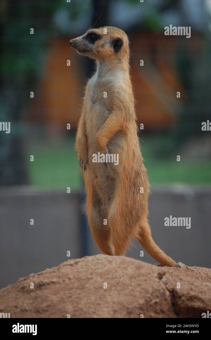 Cute meerkat debout vue latérale Banque D'Images