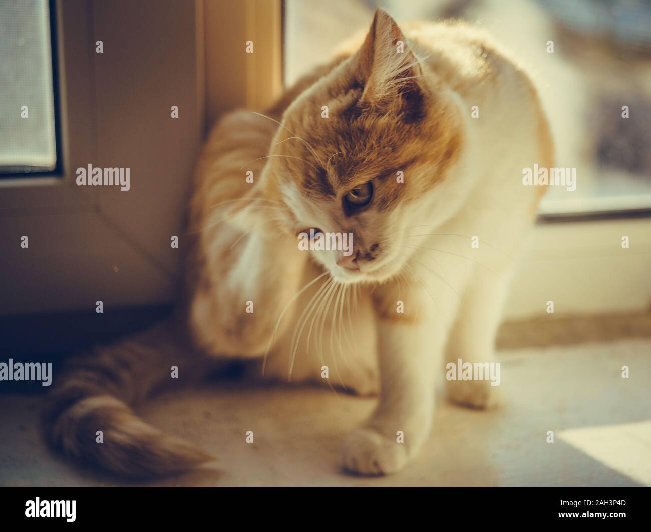 Chat Puce Banque D Image Et Photos Alamy Chat Puce Banque D Image Et Photos Alamy