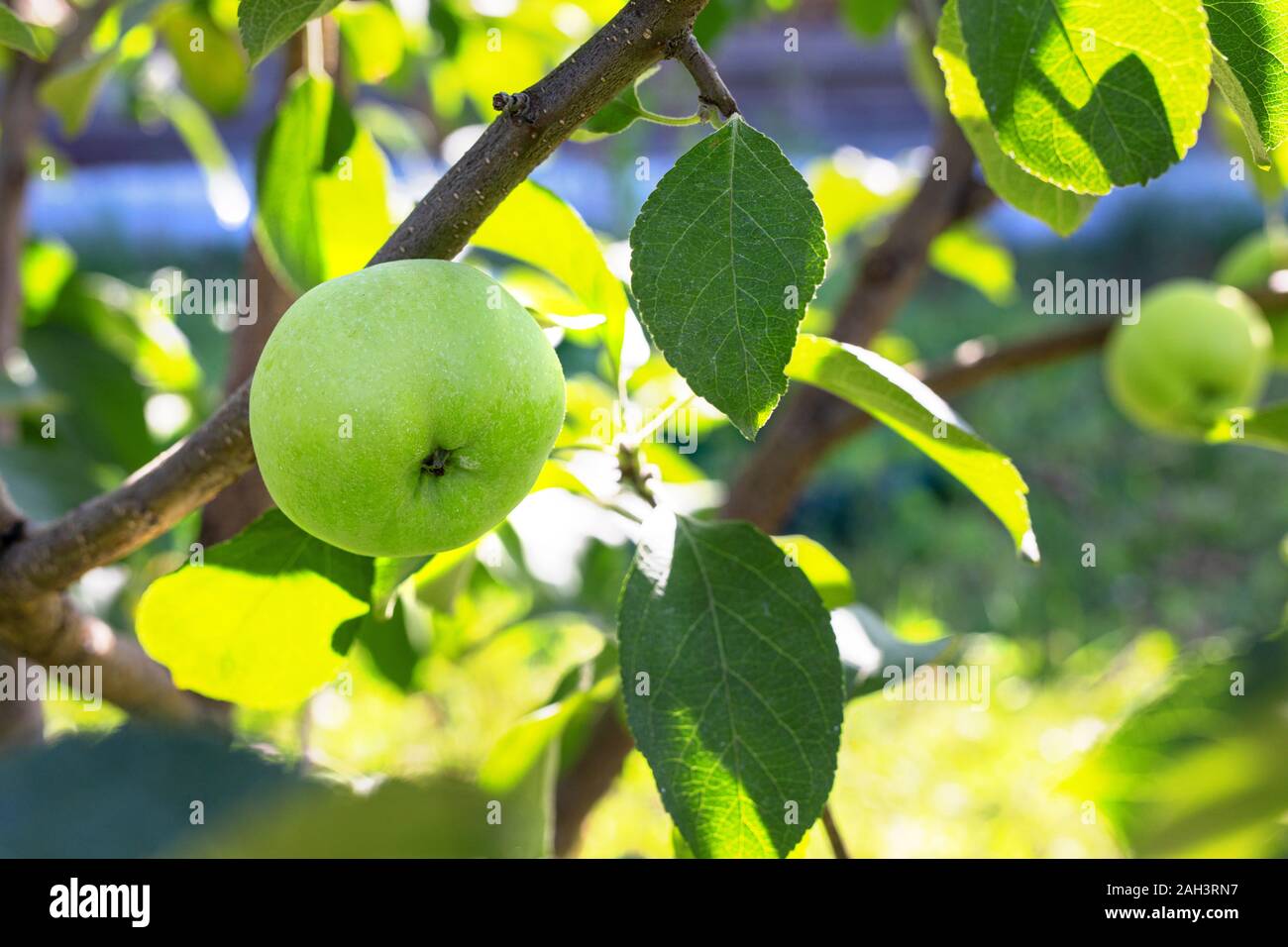 Apple tree close up. Les pommes biologiques suspendu à une branche d'arbre dans un verger. Banque D'Images