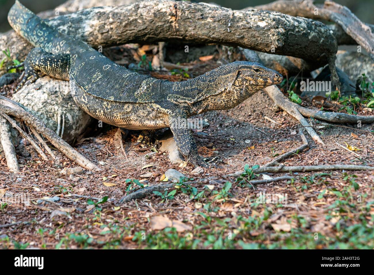 Uvenile moniteur d'Asie (Varanus salvator), également appelé contrôle de l'eau commune dans Parc Lumphini à Bangkok, Thaïlande. Banque D'Images