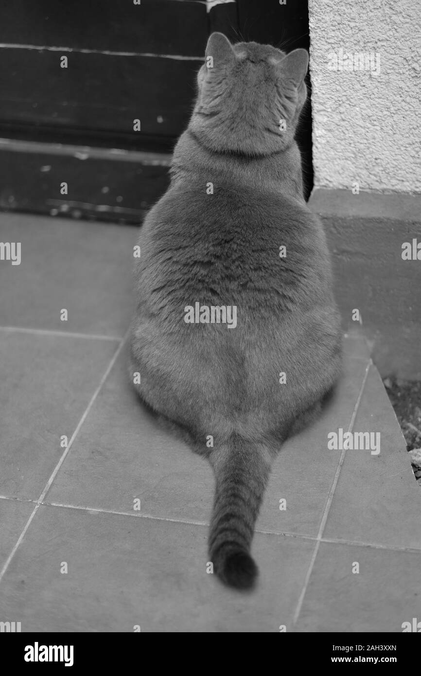 Un gros chat de la race bleue se trouve à la porte de sa maison après une promenade Banque D'Images