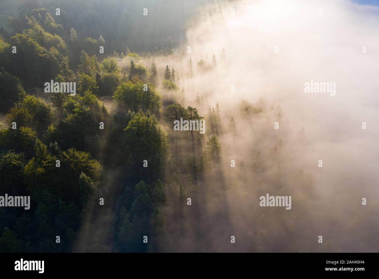 Germany, Bavaria, Mittenwald, vue aérienne de la forêt enveloppée de brouillard matinal Banque D'Images