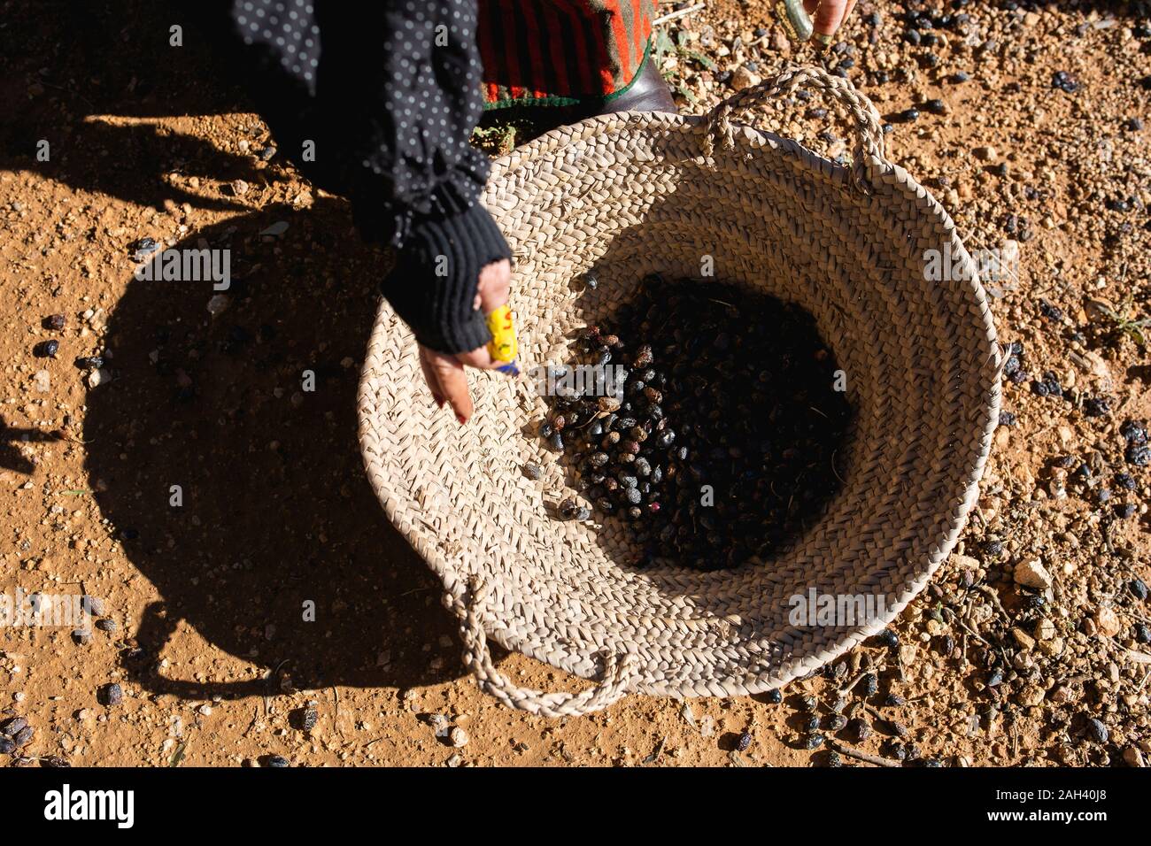 Comment les femmes qui accomplissent le harverest collectionneurs faites avant le industrialitzation olive. Valencia, Espagne Banque D'Images