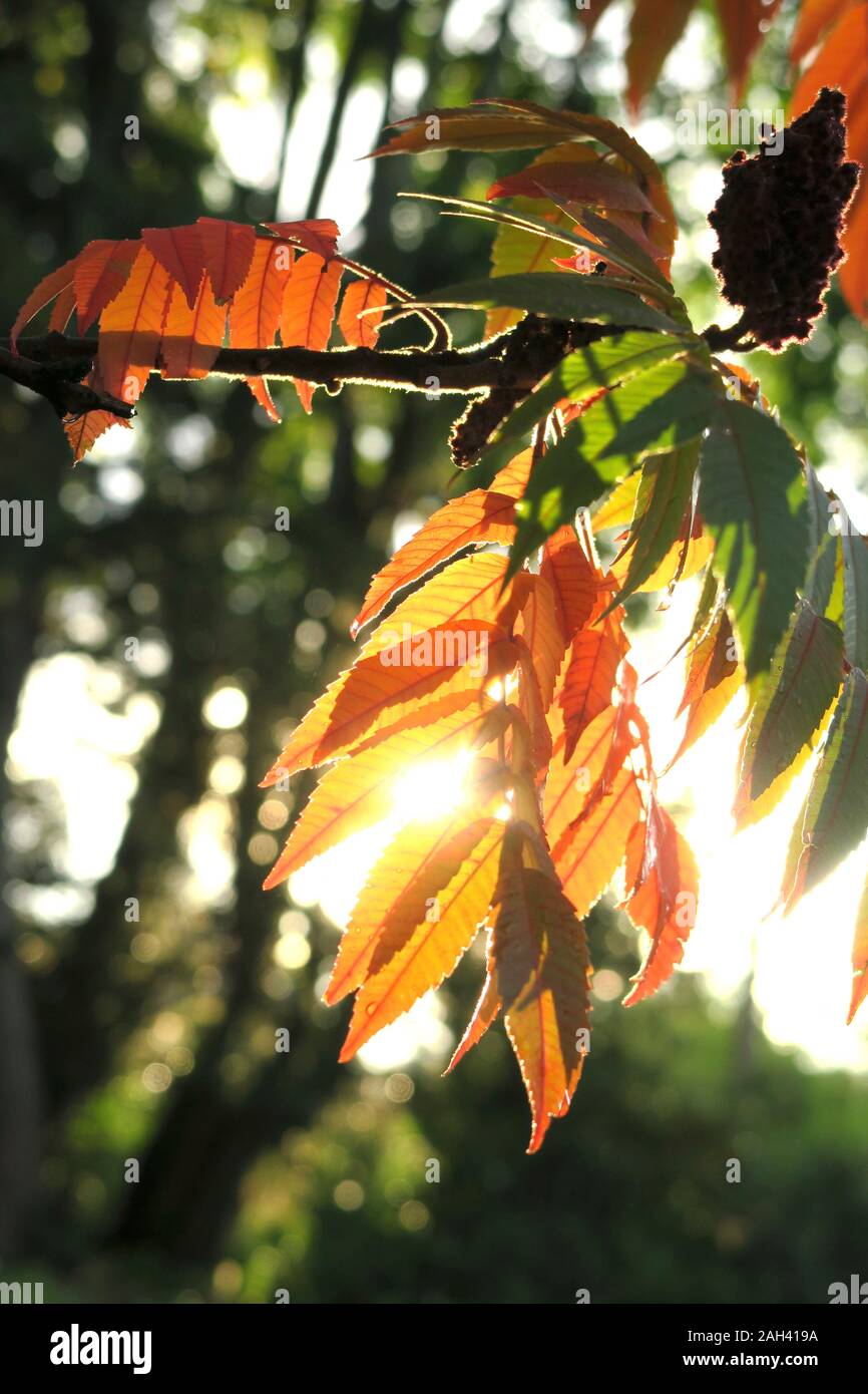 Allemagne, Saxe, succursale de vinaigrier (Rhus typhina) à l'automne Banque D'Images