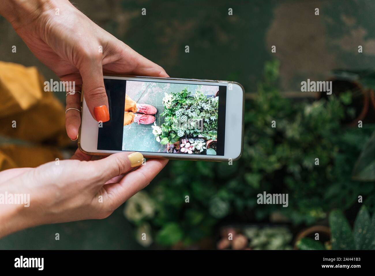 Close-up of woman taking photo smartphone de plantes Banque D'Images