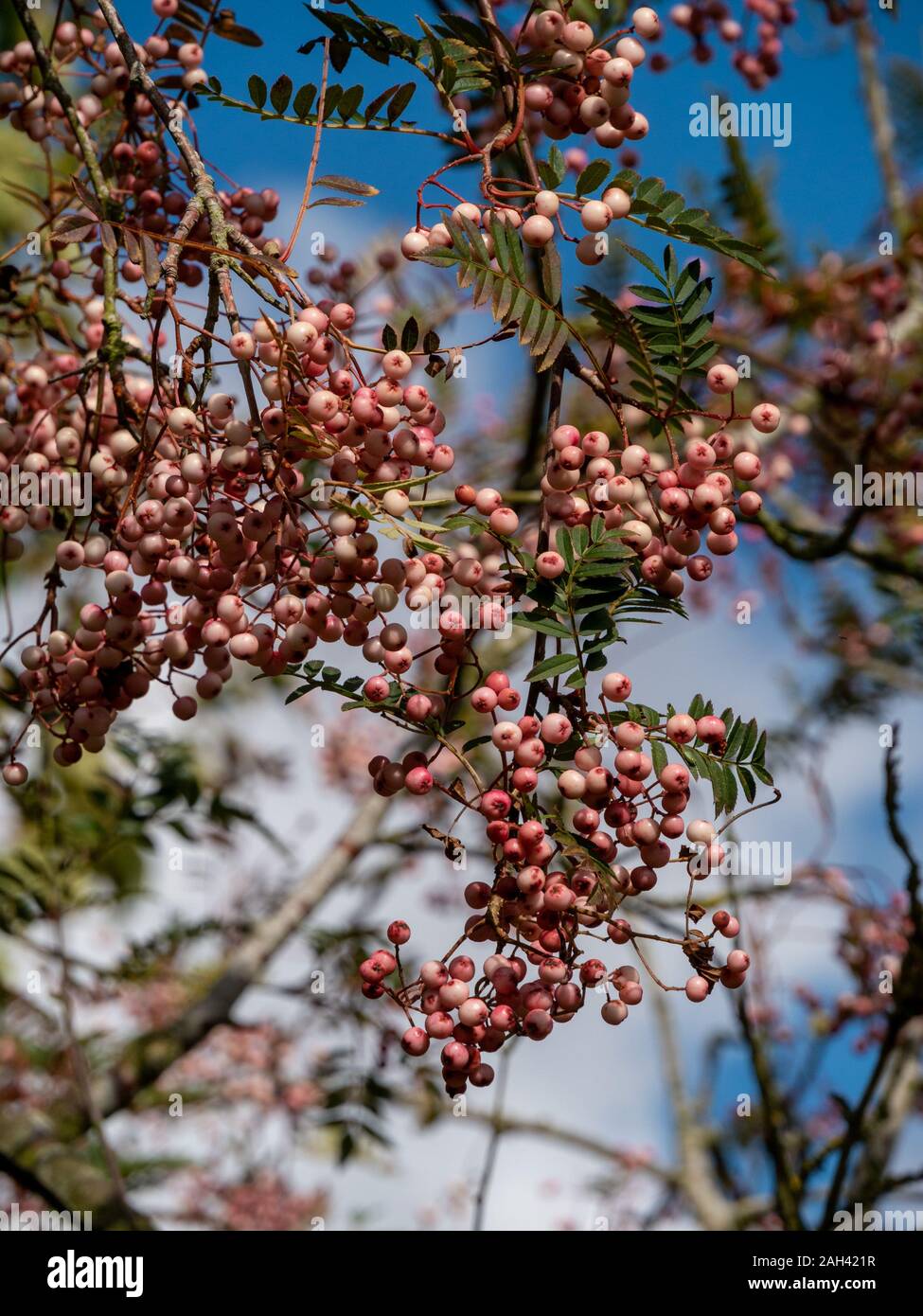 Sorbus Vilmorinii / Vilmorin's rowan / Vilmorin's mountain ash tree fruits rouges en septembre, UK Banque D'Images