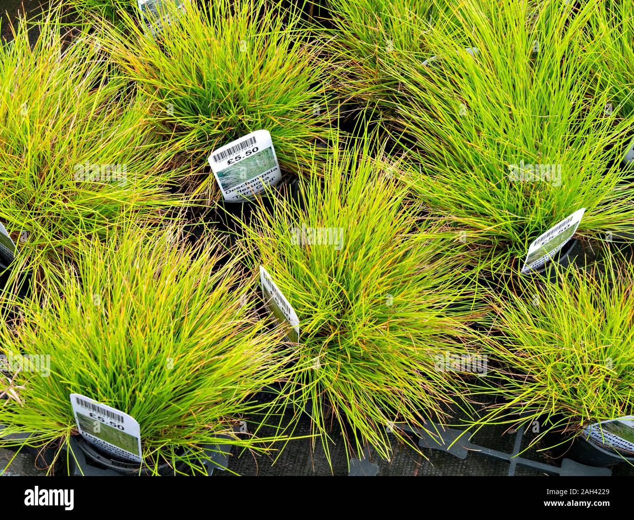 Deschampsia flexuosa 'Tatra Gold' evergreen ondulés herbe plantes poussant dans des petits pots avec des tags/étiquettes en vente en UK garden centre. Banque D'Images