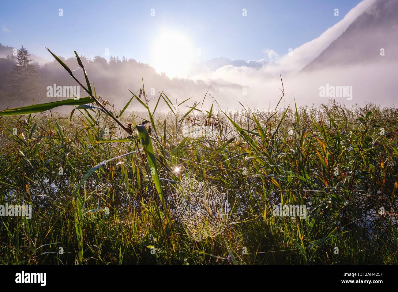 Germany, Bavaria, Mittenwald, Spider web suspendu entre roseaux poussant dans Ferchensee Misty Lake au lever du soleil Banque D'Images
