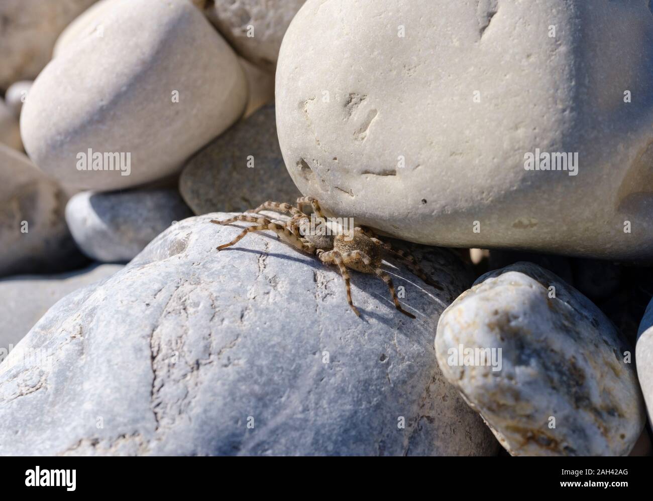 Allemagne, Bavière, Geretsried, araignées (Arctosa maculata) lying on rock Banque D'Images