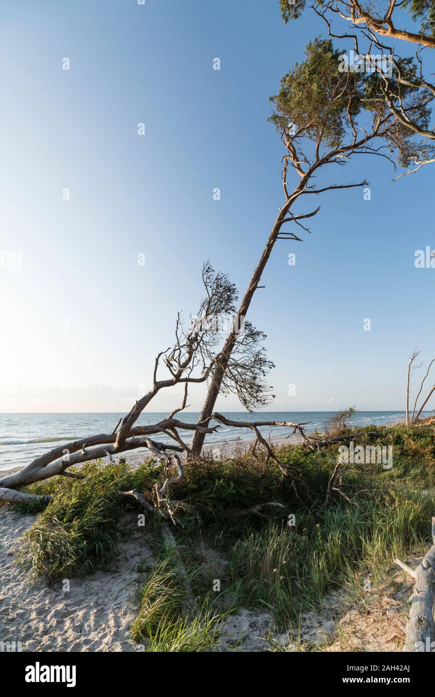 L'Allemagne, le Relais du lac, Darss, arbres on beach Banque D'Images
