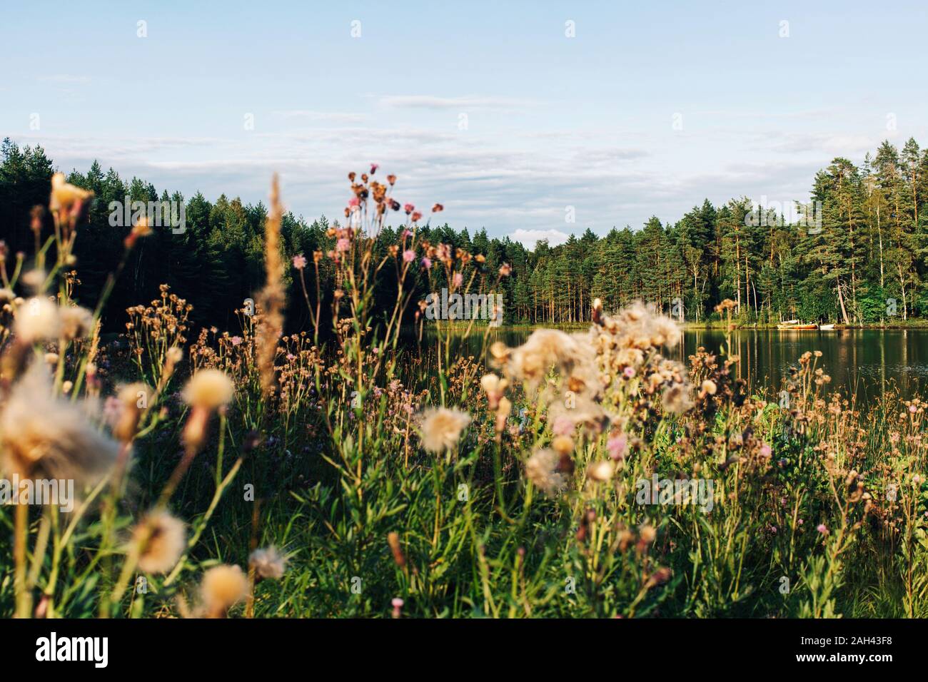 La Suède, Hallefors, fleurs sauvages poussant dans la prairie Banque D'Images