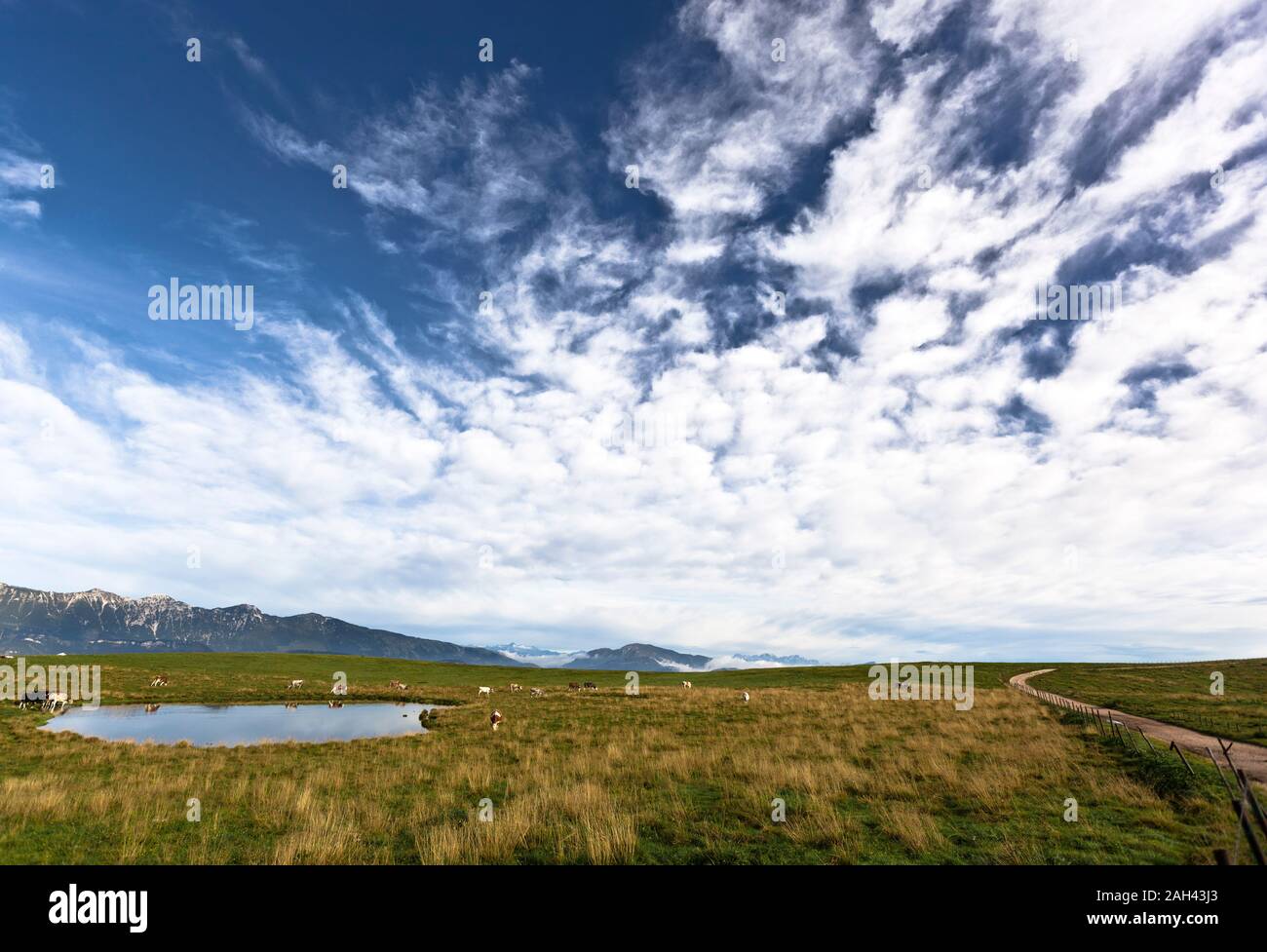 L'Italie, Vérone, Lessinia, troupeau de vaches au pâturage dans domaine Banque D'Images