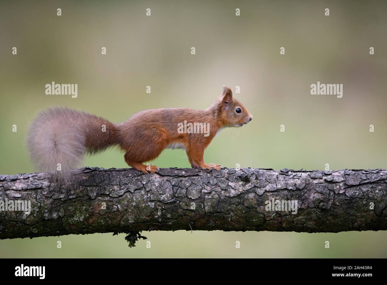 Écureuil rouge sur tronc d'arbre Banque D'Images