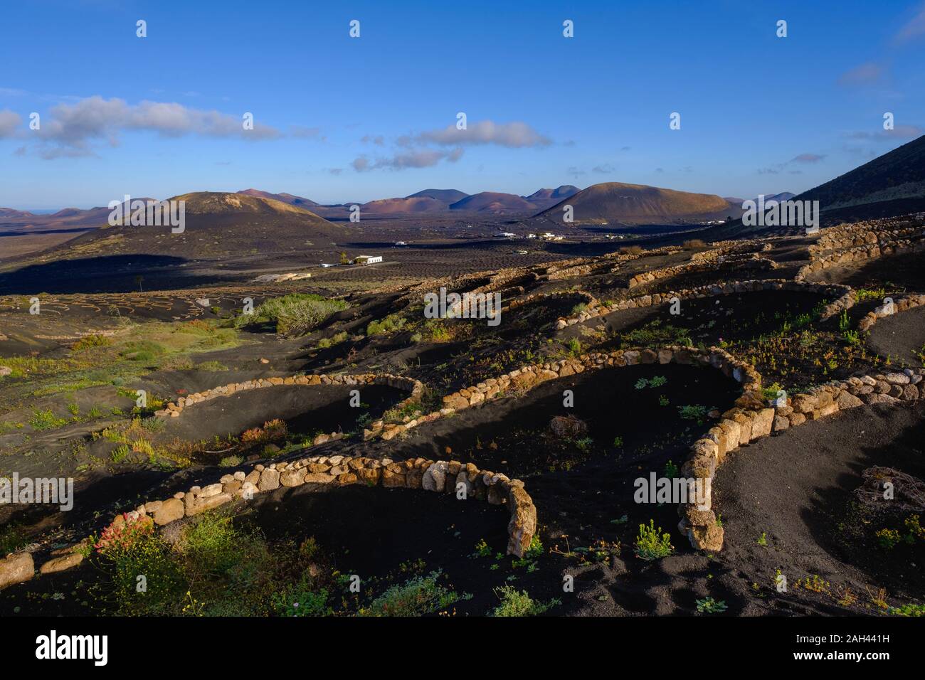 Espagne, Canaries, Lanzarote, La région de la Geria, Yaiza, vignoble Banque D'Images