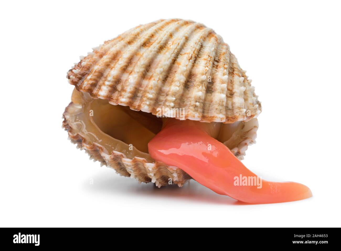 Frais unique avec une coque épineuse étendre pied longtemps isolé sur fond blanc Banque D'Images