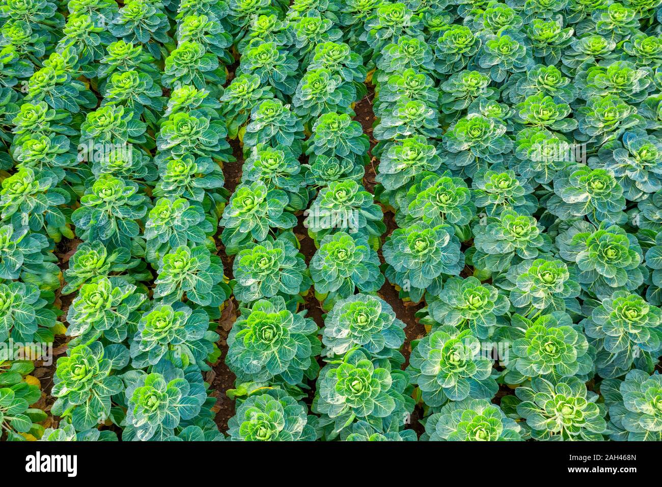 L'Écosse, East Lothian, champ de choux de Bruxelles (Brassica oleracea) Banque D'Images