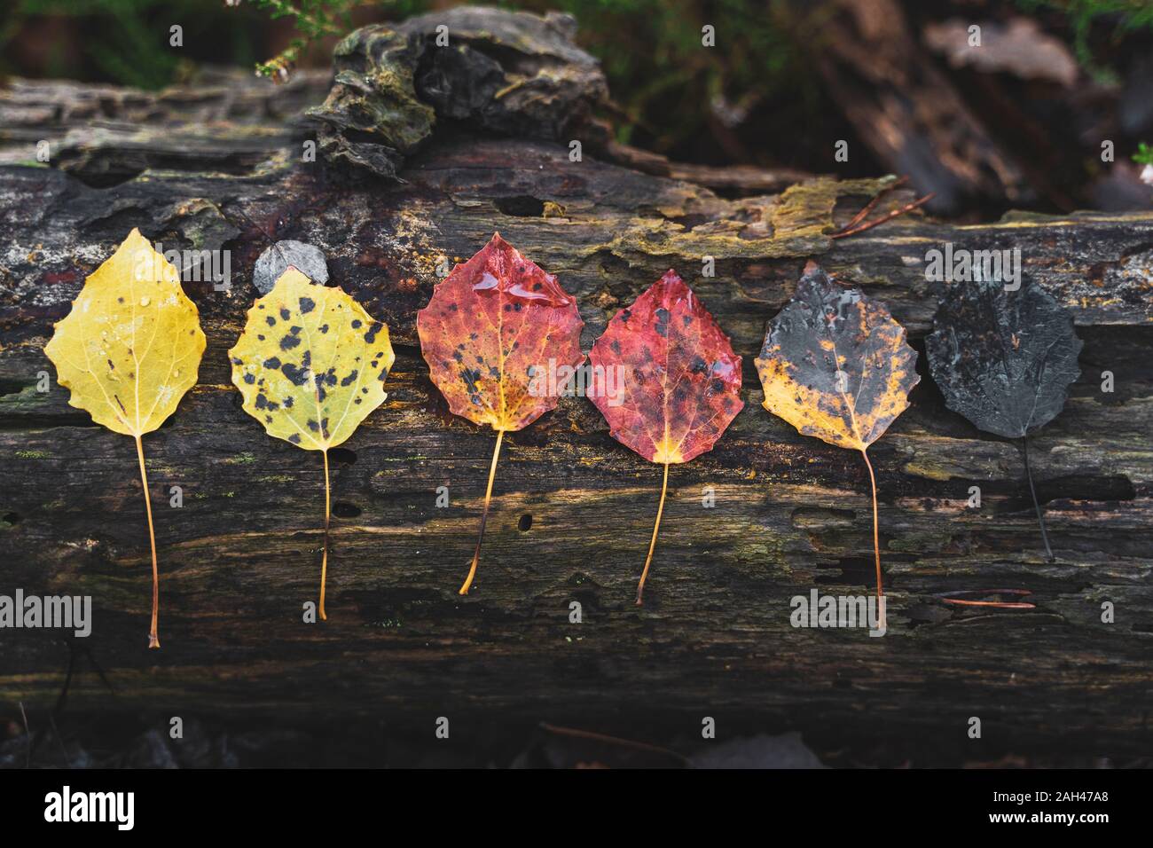 Rangée de diverses feuilles d'automne humide sur le bois mort Banque D'Images
