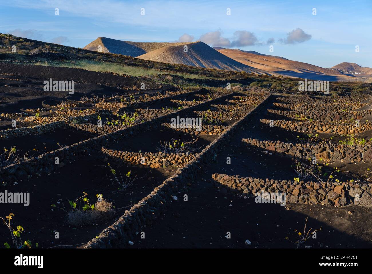Espagne, Canaries, Lanzarote, La région de la Geria, Yaiza, vignoble Banque D'Images