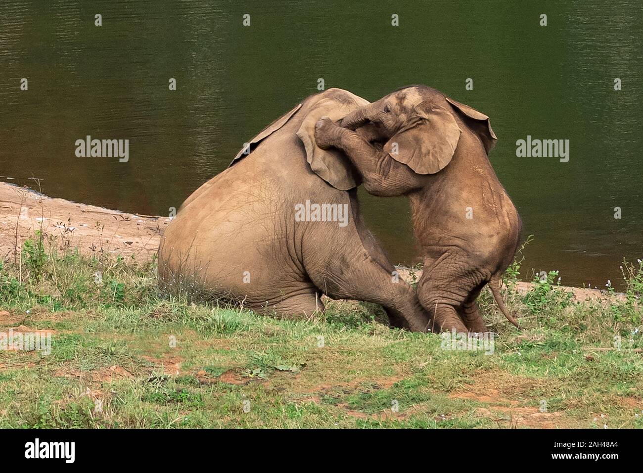 Bébé éléphant whispering a secret à son frère elephant Banque D'Images