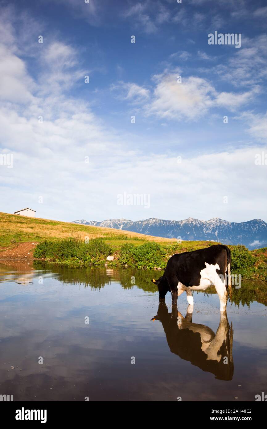 L'Italie, Vérone, Lessinia, troupeau de vaches au pâturage dans domaine Banque D'Images