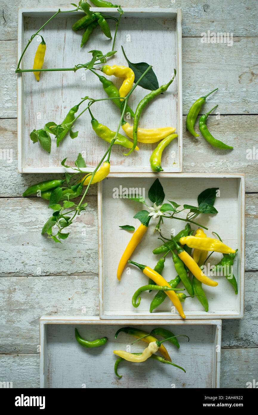 Vue aérienne de piments verts et jaunes (Capsicum) avec des feuilles et fleurs sur fond de bois rustique Banque D'Images