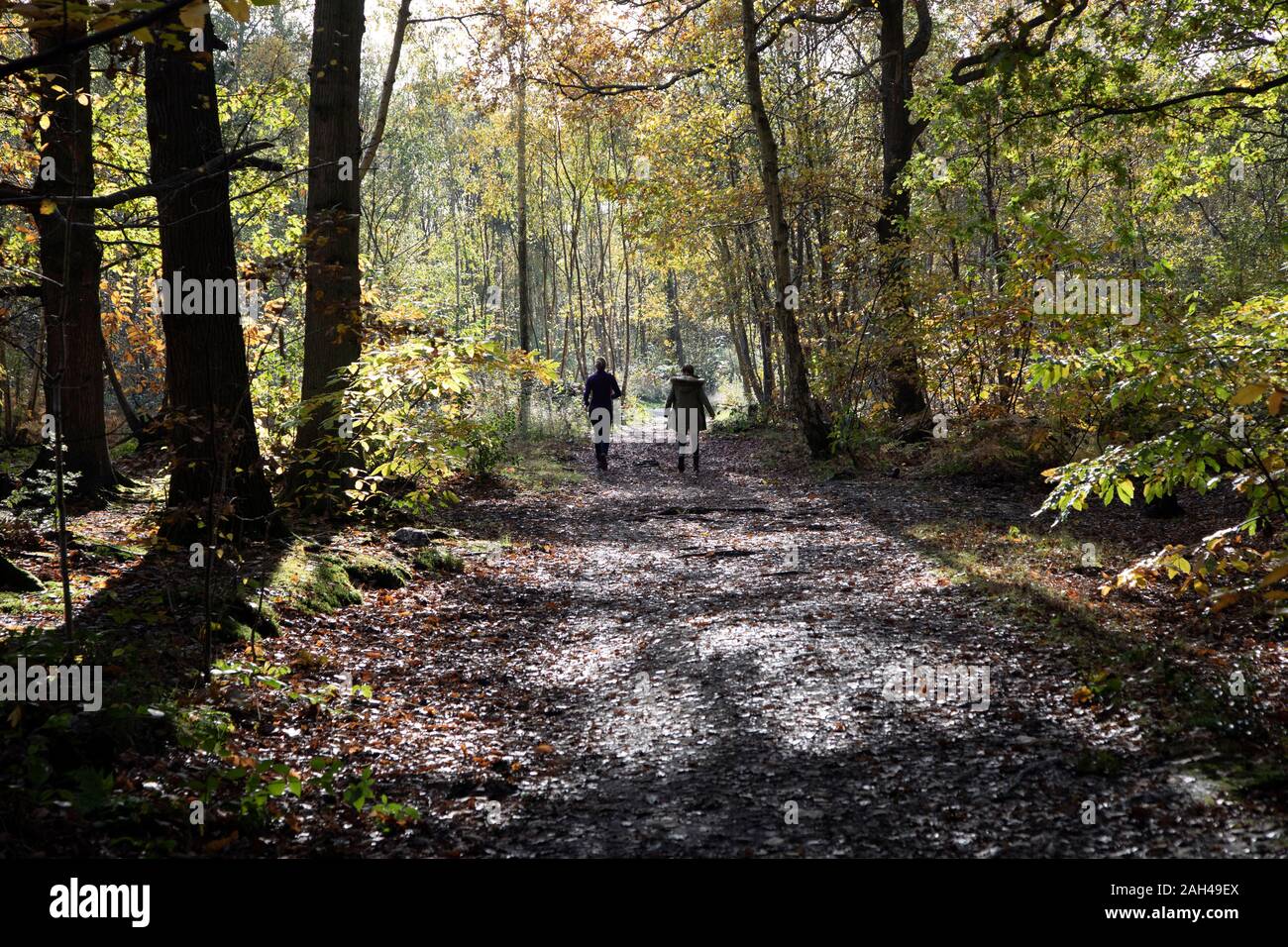 Deux femmes marchant à travers Blean Woods à l'automne près de Canterbury, Kent, Angleterre. Banque D'Images