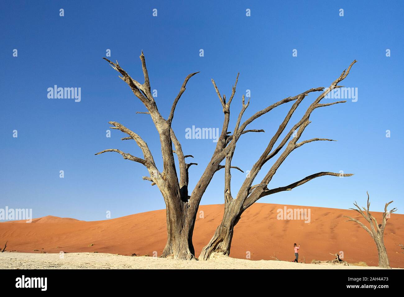 Arbres morts dans Deadvlei, Sossusvlei, désert du Namib, Namibie Banque D'Images