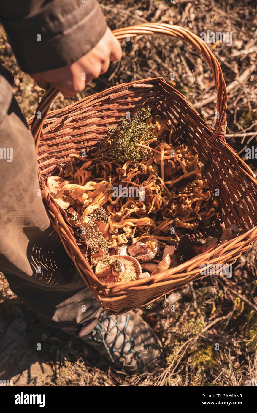 Cueillette de champignons en automne Banque D'Images