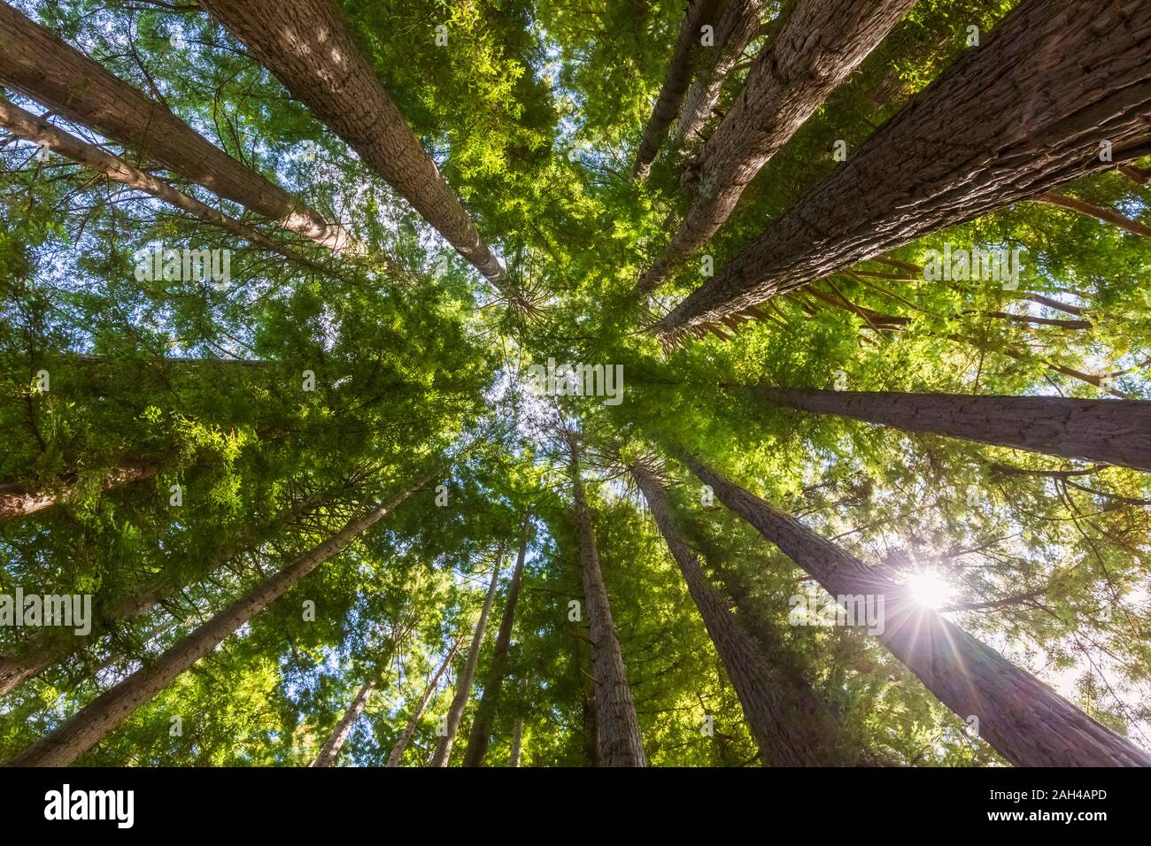 La Nouvelle-Zélande, l'Océanie, l'Île du Nord, Rotorua, Hamurana Springs Nature Reserve, Low angle view of Redwood Forest (Sequoioideae) Banque D'Images