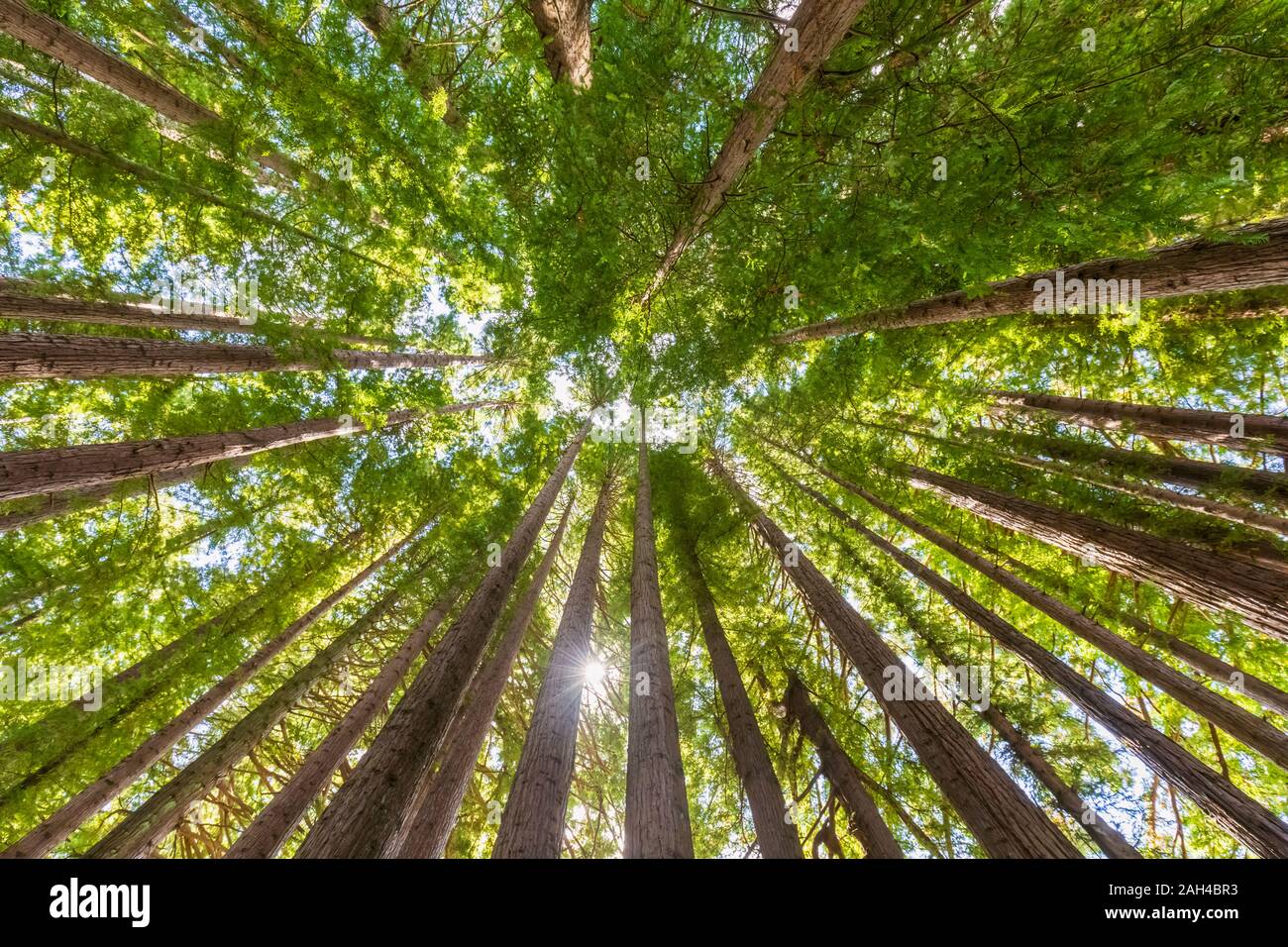 La Nouvelle-Zélande, l'Océanie, l'Île du Nord, Rotorua, Hamurana Springs Nature Reserve, Low angle view of Redwood Forest (Sequoioideae) Banque D'Images