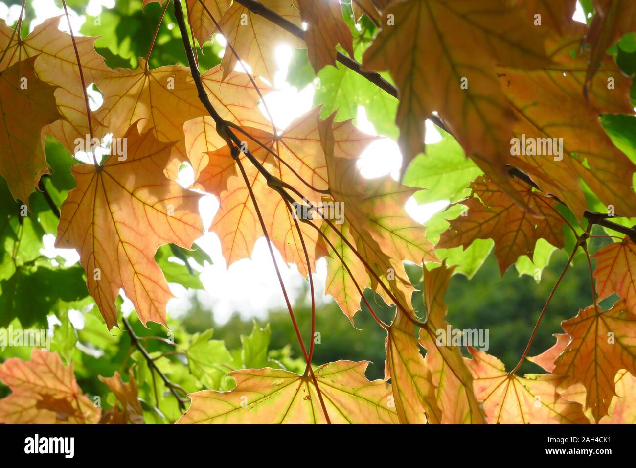 Allemagne, Saxe, Close-up de feuilles d'érable jaune Banque D'Images