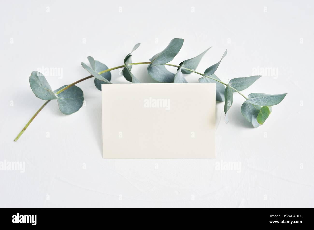 Des maquettes de feuilles d'Eucalyptus et trombone avec place pour le texte sur fond blanc. Guirlande faite de branche d'eucalyptus. Mise à plat, vue du dessus Banque D'Images