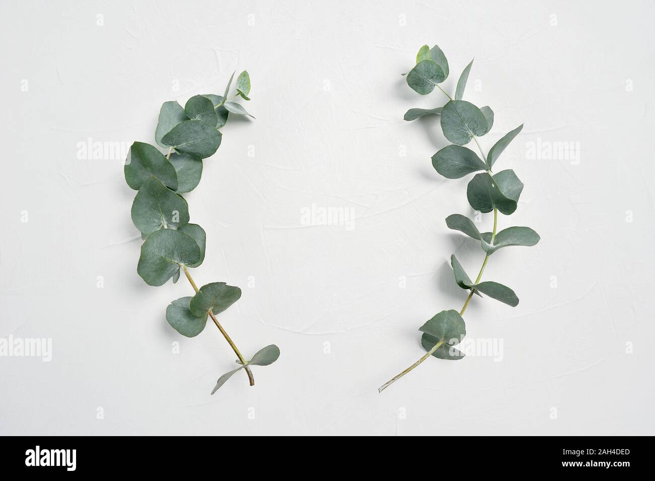 Des feuilles d'Eucalyptus cadre sur fond blanc avec place pour votre texte. Couronne faite de branches de feuilles. Mise à plat, vue du dessus Banque D'Images