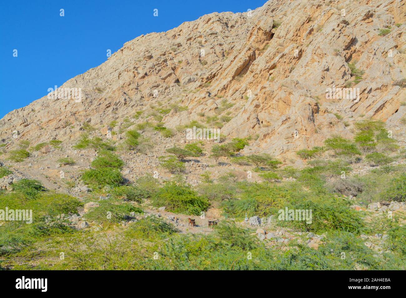 Al Hajar montagnes près de Ras al Khaimah, Émirats Arabes Unis Banque D'Images