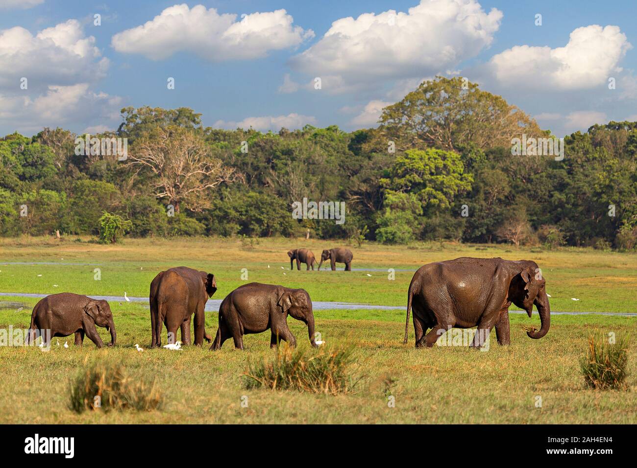 Dans l'éléphant d'Asie, Sri Lanka. Minneriya Banque D'Images