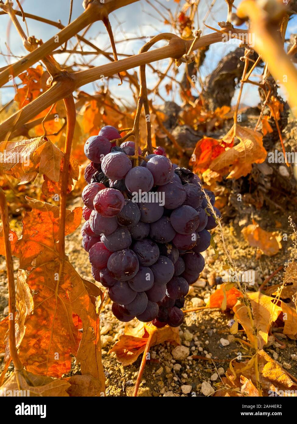 Des grappes de raisins noirs mûrs sont accrochées sur les branches sèches des arbustes parmi les rayons du soleil. Les plantations de raisin. La récolte. La vinification. Banque D'Images