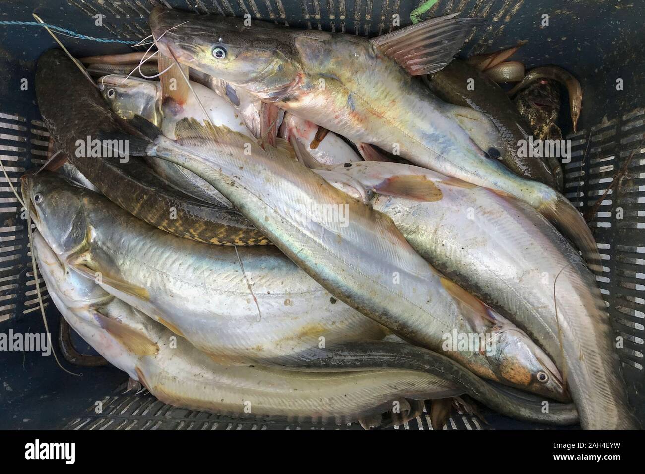 Poissons d'eau douce du Bangladesh. Banque D'Images
