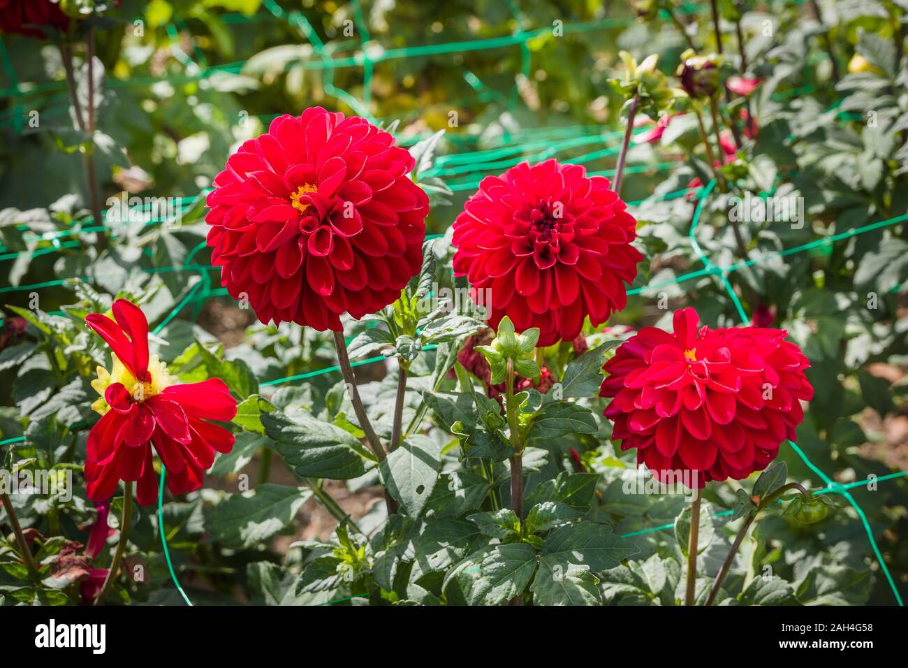 Fleurs rouge vif de Dahlia Atlanta iin Septembre à UK Banque D'Images