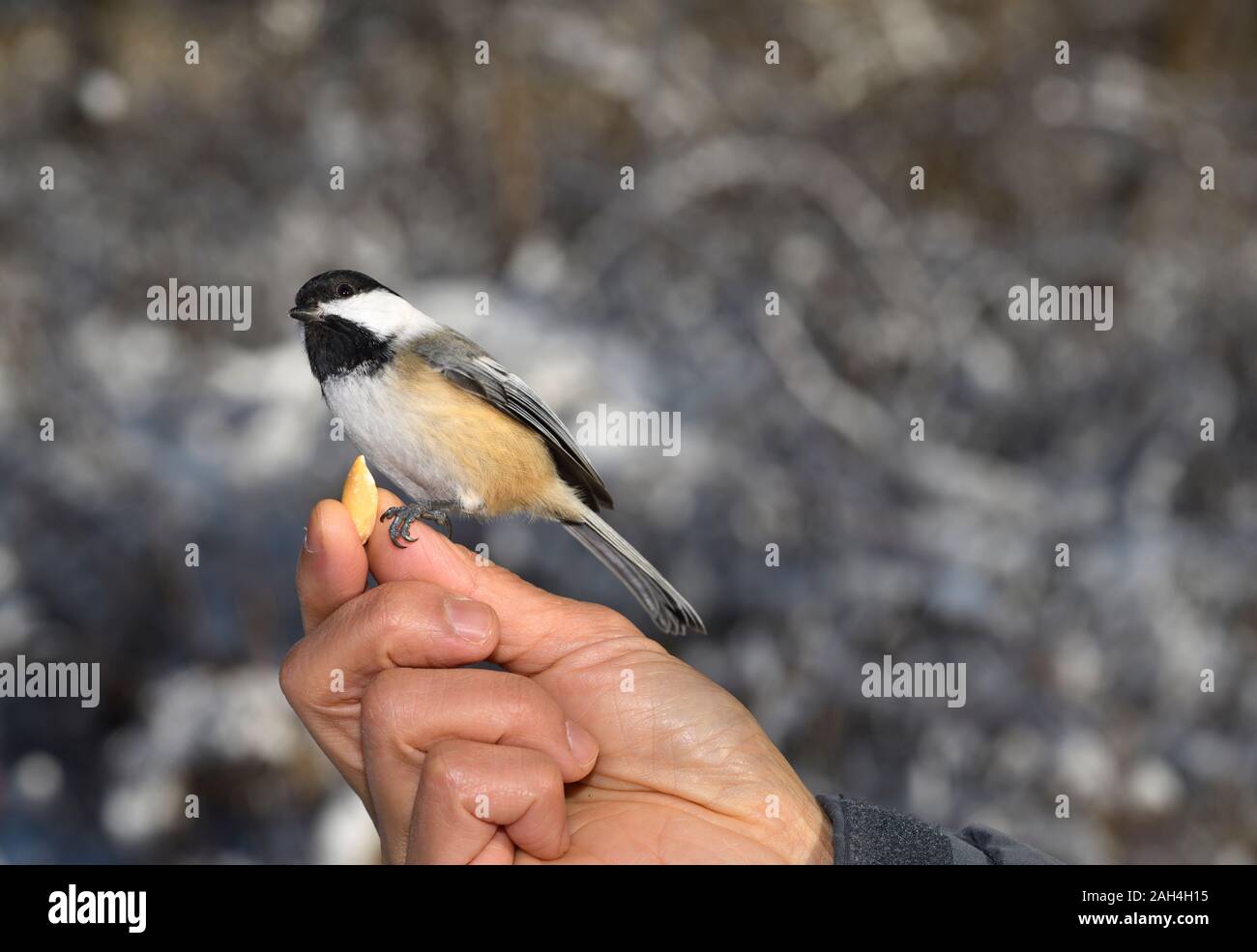 Mésange noire sauvage audacieux sur main de l'homme avec des arachides dans une forêt de Toronto en hiver Banque D'Images