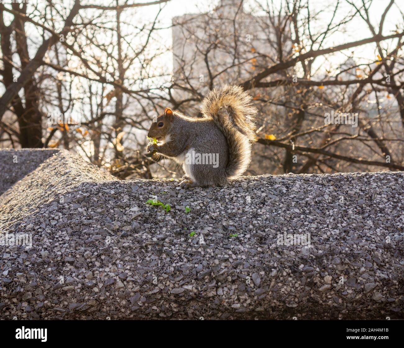 Un écureuil gris de Marcus Garvey Park à New York le dimanche, Décembre 22, 2019. (© Richard B. Levine) Banque D'Images