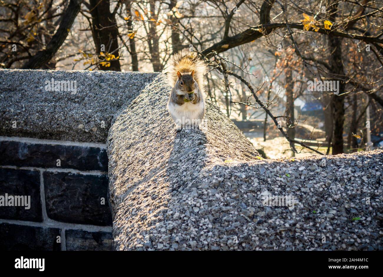 Un écureuil gris de Marcus Garvey Park à New York le dimanche, Décembre 22, 2019. (© Richard B. Levine) Banque D'Images