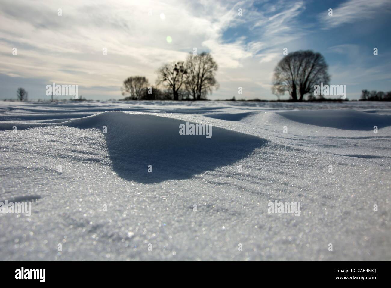 Arbre et neige sur pré, journée d'hiver ensoleillée en Pologne, Nowiny Banque D'Images