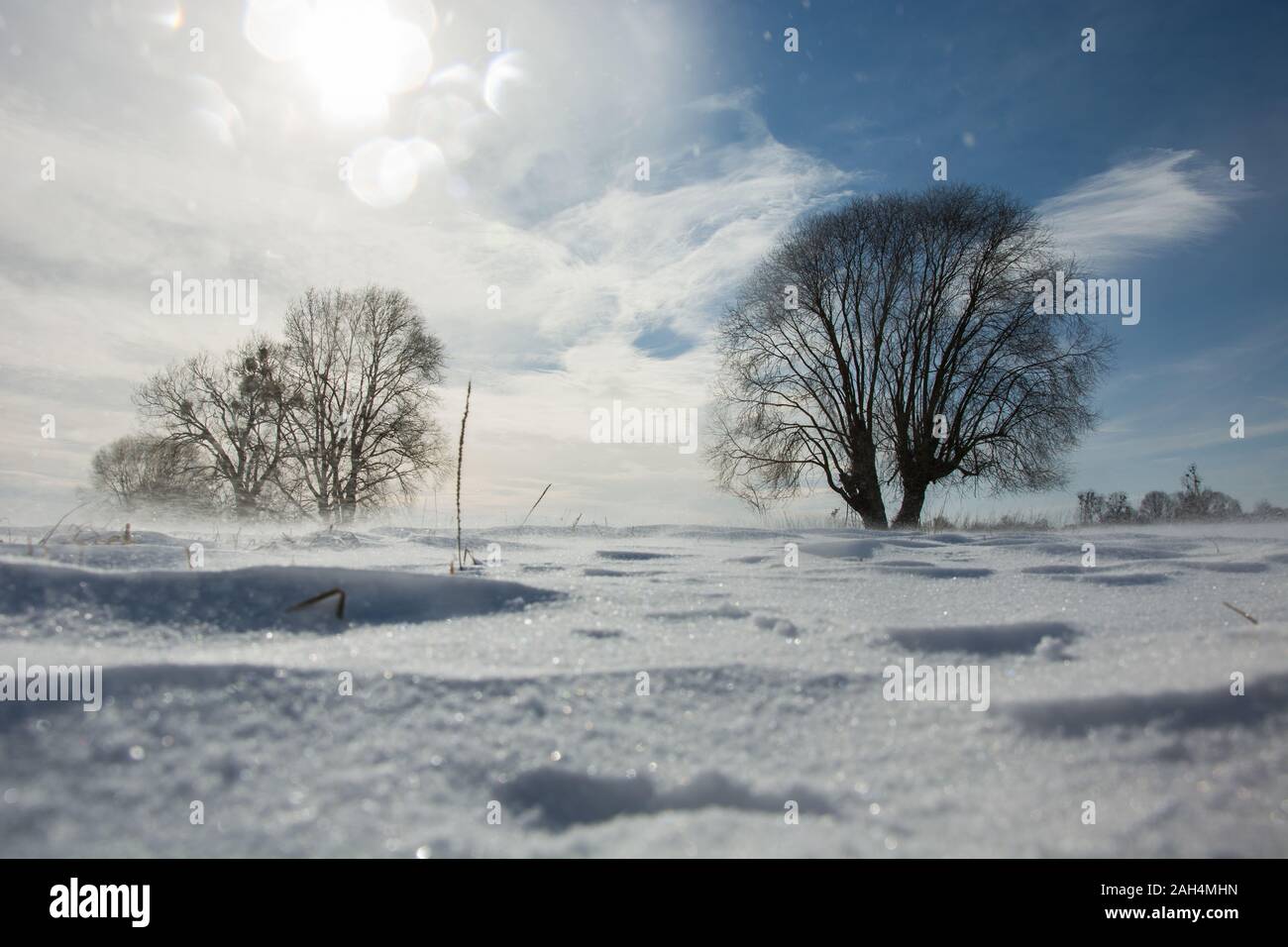 Arbre et neige sur prairie, sunny winter en Pologne, Nowiny Banque D'Images