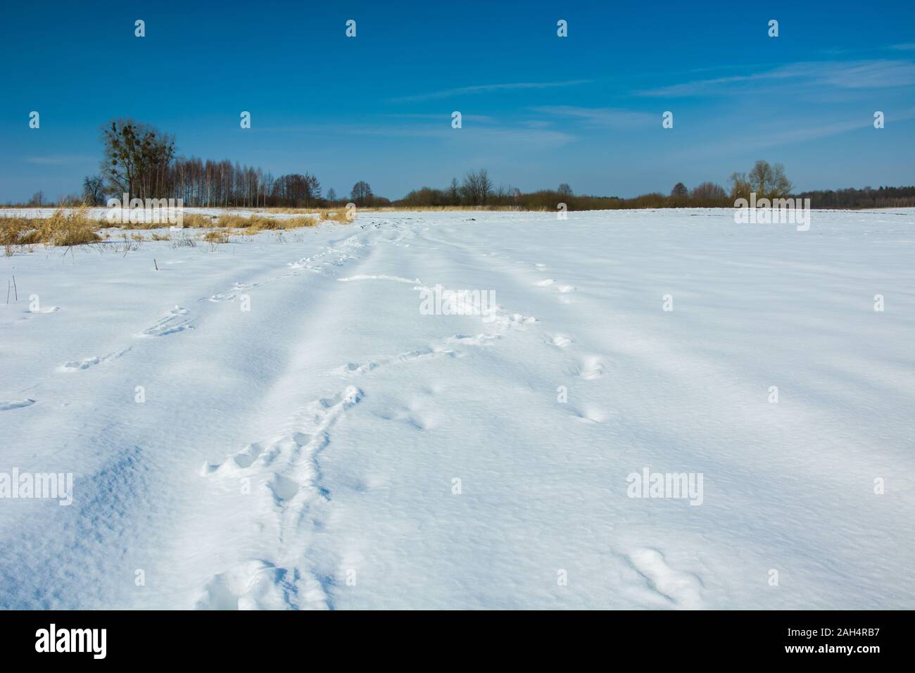 Route rurale couverte de neige, les arbres à l'horizon et le ciel bleu, en vue d'hiver Zarzecze, Pologne Banque D'Images