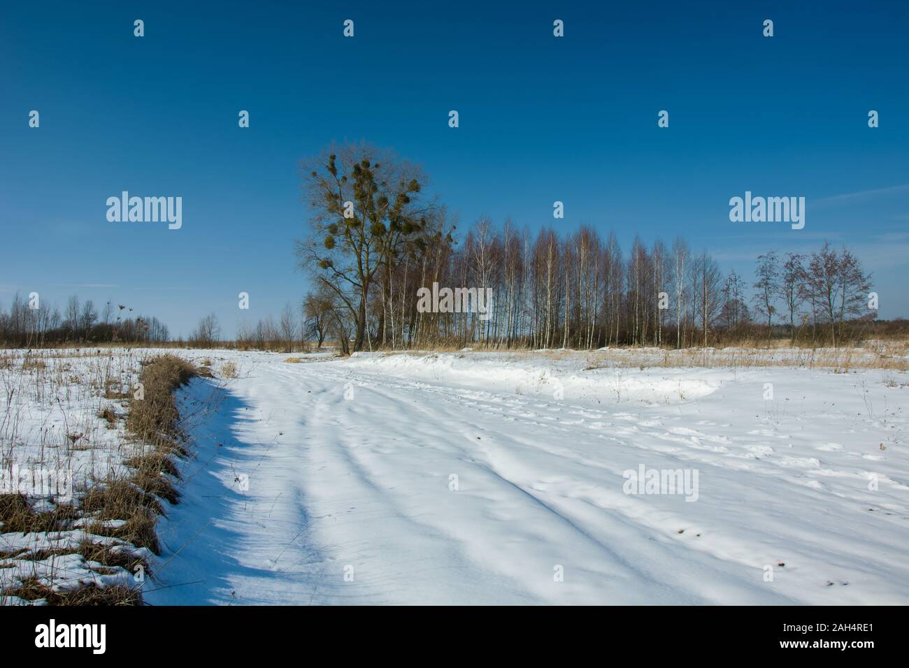 Route rurale couverte de neige, les arbres à l'horizon et ciel bleu Banque D'Images