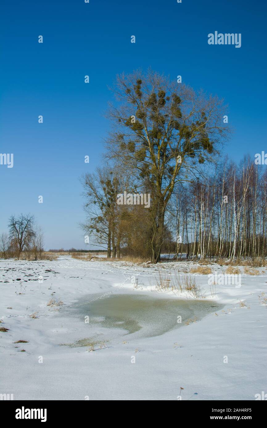 Les arbres et l'eau gelée sur une prairie d'hiver Banque D'Images