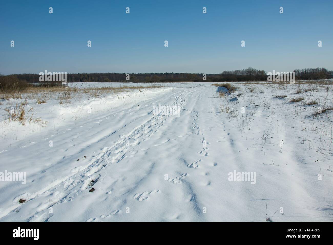 Route enneigée à travers champs, horizon et ciel bleu, Zarzecze, Pologne. Banque D'Images