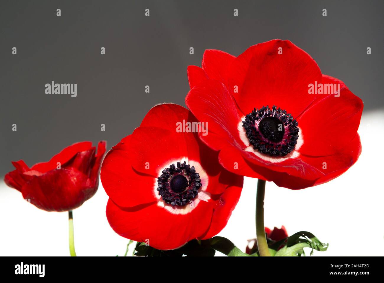 Anémone rouge fleurs, anemone coronaria Banque D'Images